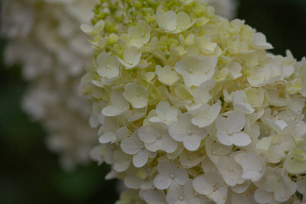 istock Details of green and white hydrangea blossoms 1164707300