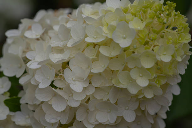 istock Details of green and white hydrangea blossoms 1164707925