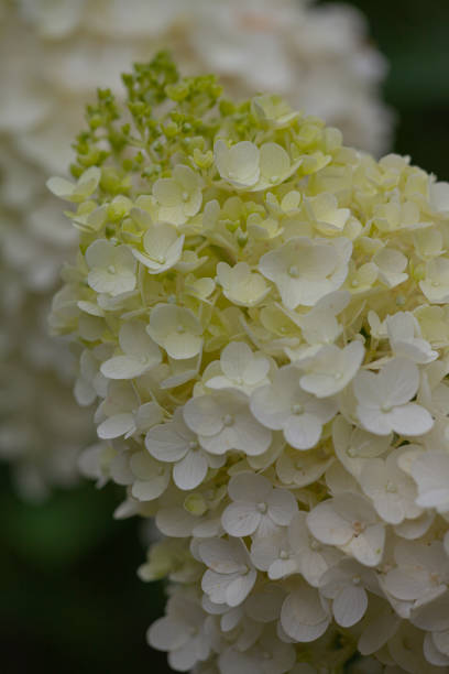 istock Details of green and white hydrangea blossoms 1164708017