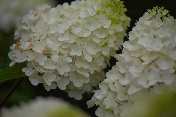 istock Details of green and white hydrangea blossoms 1164708730