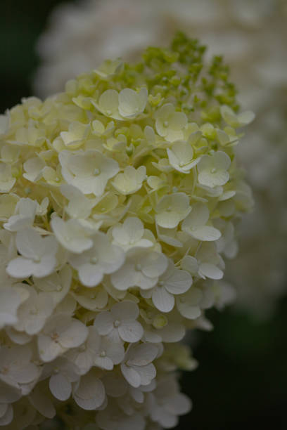 istock Details of green and white hydrangea blossoms 1164708895