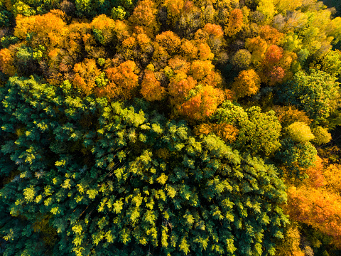 Aerial top down view of autumn forest with green and yellow trees. Mixed deciduous and coniferous forest. Beautiful fall scenery near Vilnius city, Lithuania
