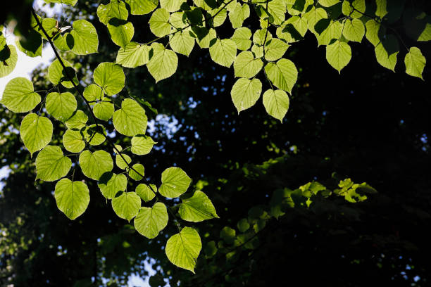 Looking up into the canopy of a lime tree Looking up into the cool leafy canopy of a small-leaved lime tree (Tilia cordata) on a sunny summer's day, showing how leaves intercept the sun and create restful, shady areas. tilia cordata stock pictures, royalty-free photos & images