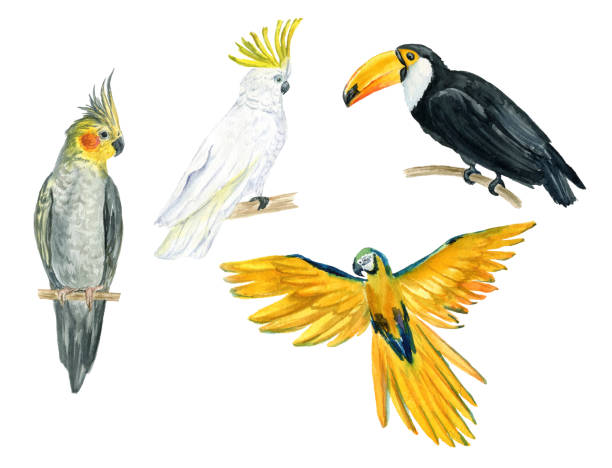 Toucan, Parrot, exotic birds, watercolor illustration. Isolated image on white background. Tropical set. For invitations, cards, packaging, weddings, papers, fabrics and other. Flamingo, watercolor illustration. Isolated image on white background. Tropical set. For invitations, cards, packaging, weddings, papers, fabrics and other. yellow hummingbird pictures stock illustrations