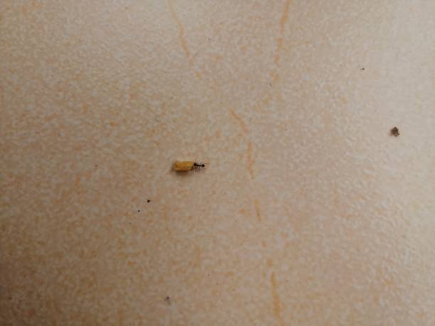 istock An ant trying to pull a grain of food on the floor. 1164711296