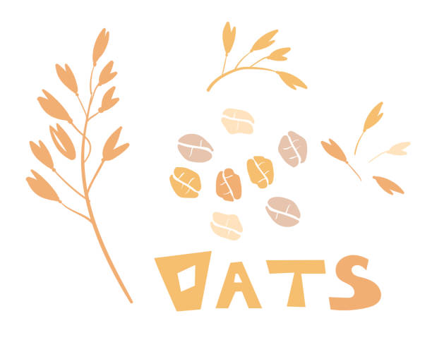 ilustrações de stock, clip art, desenhos animados e ícones de cereal plants, agriculture industry organic crop products for oat groats flakes, oatmeal packaging design. a handful of oats seed. template for banner, card, poster, print and other design projects. - oat
