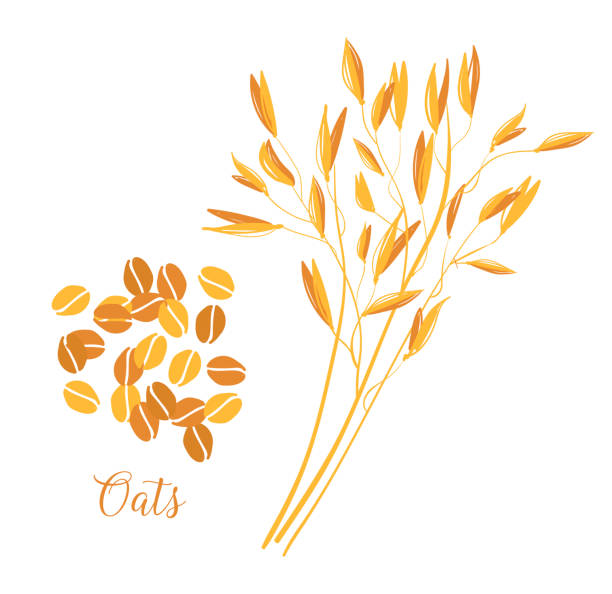 ilustrações de stock, clip art, desenhos animados e ícones de oats cereals grain. spikes and grains of oats. - wheat cereal plant oat crop
