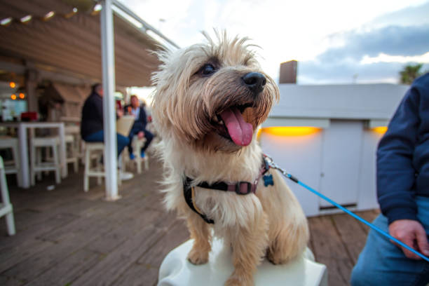 Kern Terrier with the owner sitting in a street cafe Kern Terrier with the owner sitting in a street cafe cairn terrier stock pictures, royalty-free photos & images