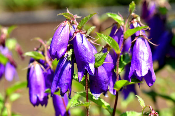 campanula punctata / bellflower - punctata zdjęcia i obrazy z banku zdjęć