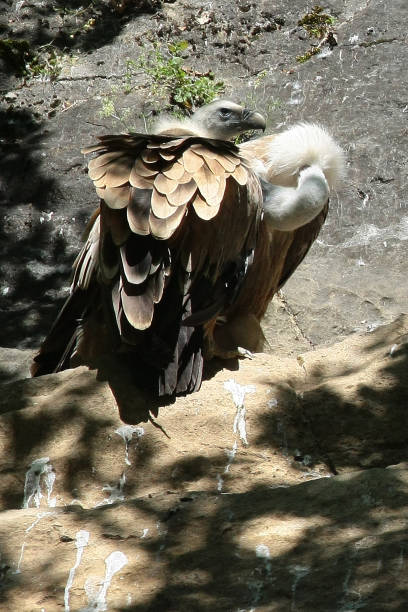 istock Vautour fauve (Gyps fulvus) 1164713896
