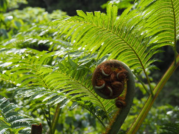 istock Fern shoot curling in lush green tropical forest 1164714954