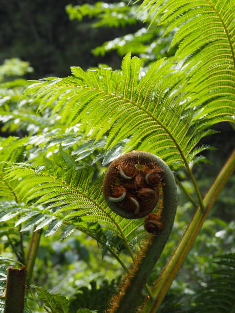 istock Fern shoot curling in lush green tropical forest 1164714956