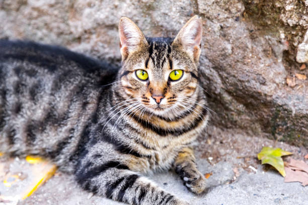 istock Cute street cat 1164716067