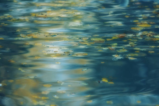 superficie dell'acqua con foglie autunnali e riflessi - water wave rippled river foto e immagini stock