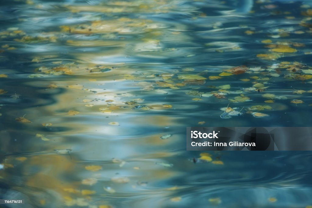 Water surface with autumn leaves and reflections Soft blue background of radiant water surface with autumn leaves and gentle reflections, relaxing view of autumn scene Water Stock Photo