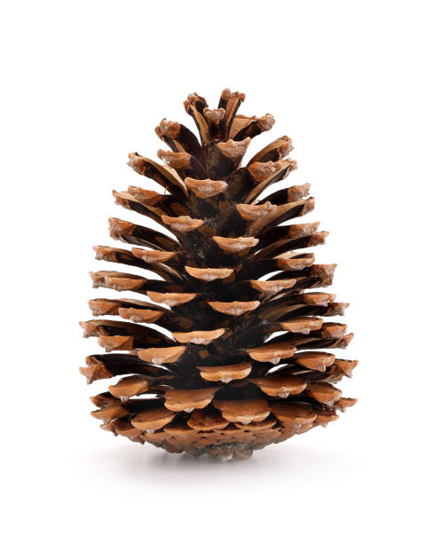Photo of Pine cone isolated on a completely white background