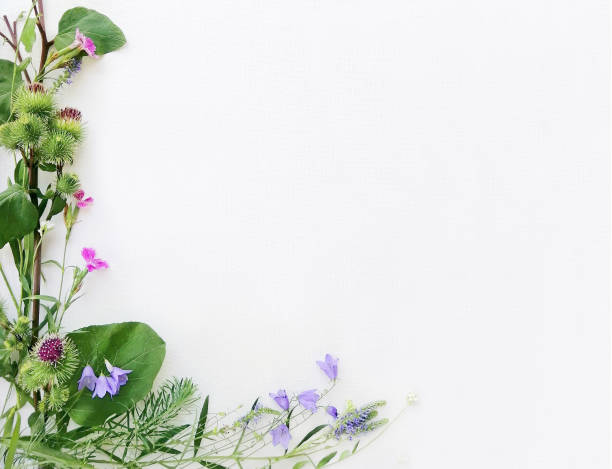 istock Frame of wild flowers, bell, carnation, lavender, burr, on a white canvas background. 1164718655