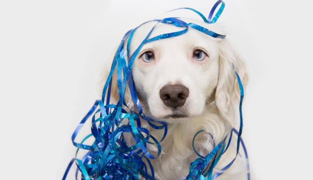 zabawny pies świętuje nowy rok, karnawał lub przyjęcie urodzinowe z niebieskimi serpentynami streamerami. odizolowane na białym tle. - kensington gardens zdjęcia i obrazy z banku zdjęć