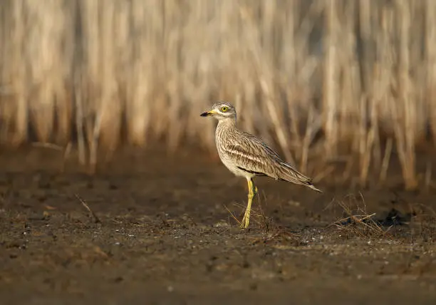 Various photos of Eurasian stone curlew. Rare and exotic bird with huge yellow eyes photographed in natural habitat