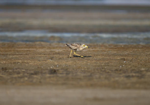 Various photos of Eurasian stone curlew. Rare and exotic bird with huge yellow eyes photographed in natural habitat
