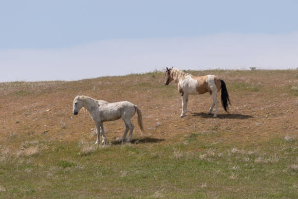 istock Wild Horses in the Utah Desert 1164721614