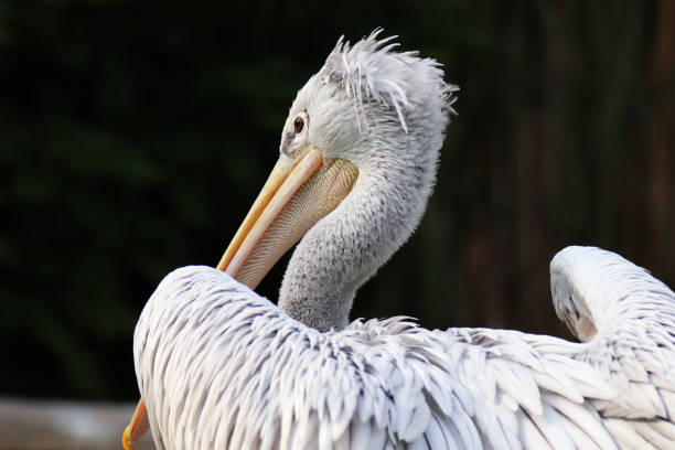 istock Pelican curly from the back. 1164721860