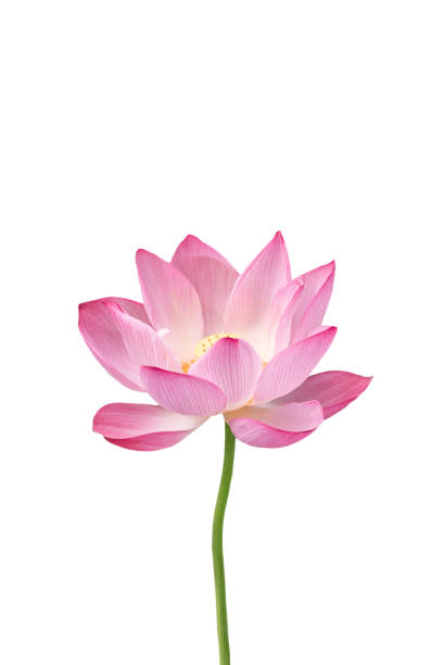 kwiat lotosu - single flower macro lotus close up zdjęcia i obrazy z banku zdjęć