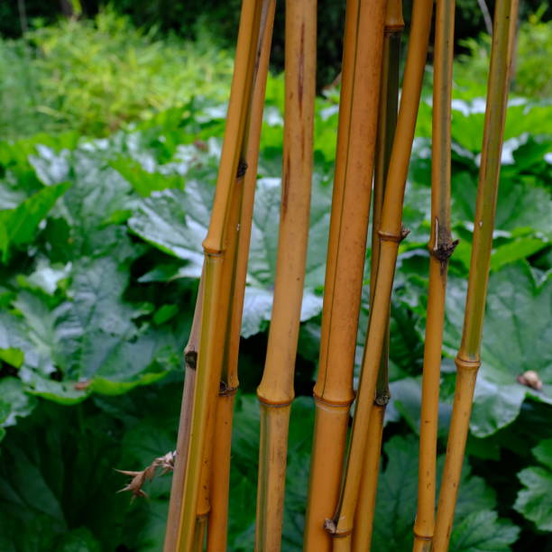 庭の竹の棒(ガネラ植物の前で)を使用する準備ができて - gunnera ストックフォトと画像