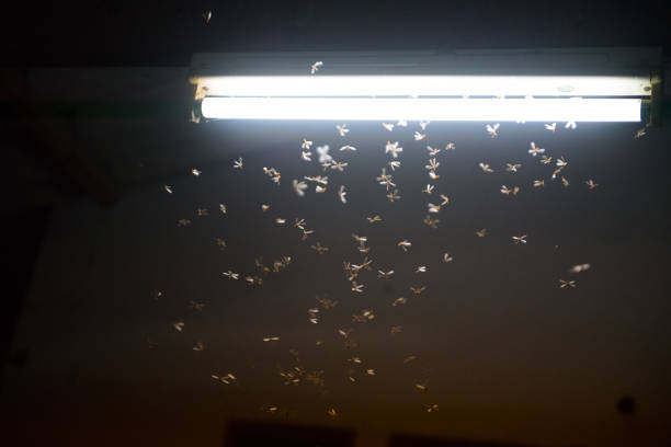 istock blur moth flying in the fire ,the neon light in night time, it's raining time. 1164723902