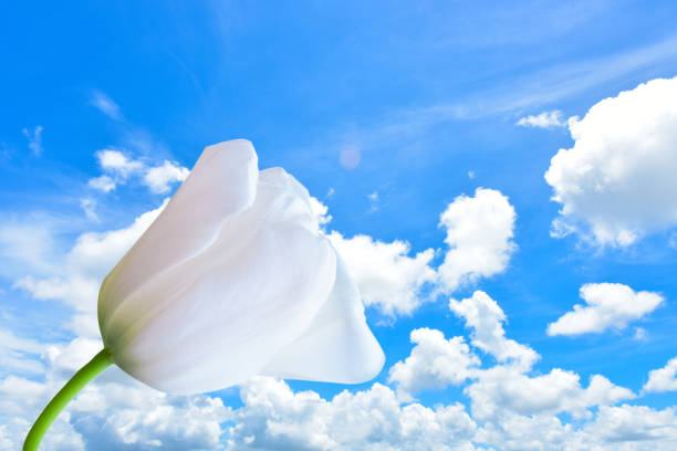 istock close up white tulip isolated on white Cloud and blue sky 1164724712