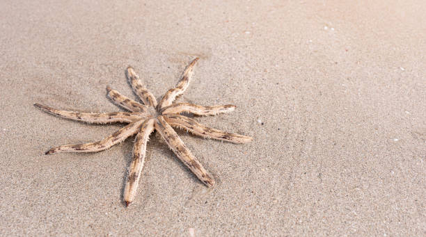 istock Luidia maculata Starfish strand on the beach 1164725327