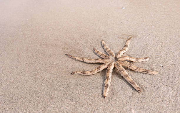 istock Luidia maculata Starfish strand on the beach 1164725341