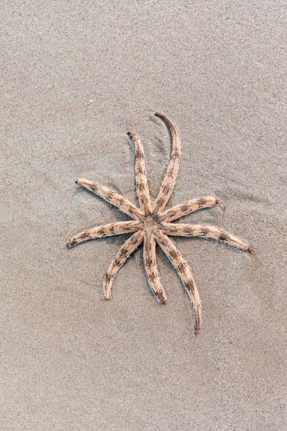 istock Luidia maculata Starfish strand on the beach 1164725342