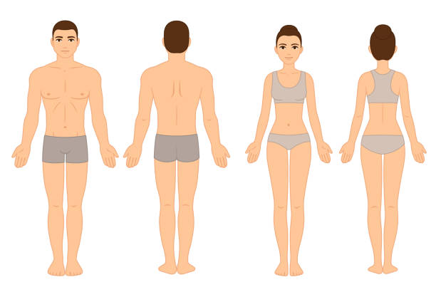 Male and female body chart Male and female body chart, front and back view, naked in underwear. Blank human body template for medical infographic. Stylized color vector clip art illustration. male human anatomy diagram stock illustrations