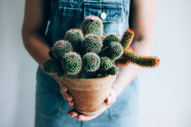 istock A pot with big cactus is in the woman's hands. 1164726051