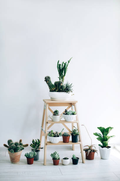 istock Folding ladder used as shelves for plants against white wall. 1164726053