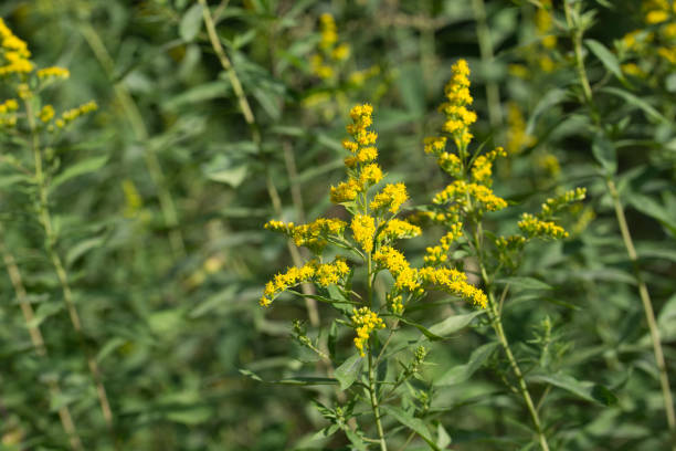 istock Solidago canadensis Canada goldenrod yellow flowers 1164726403