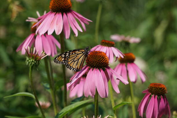 istock Monarch on a Marguerite daisy 1164726424