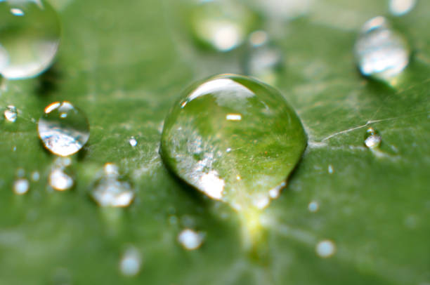 istock The rest of the morning dew is clear, 1164727285