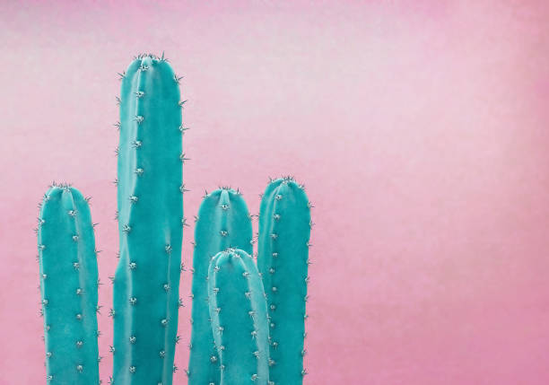 istock Cactus on the pink background,pastel color ,Copy space 1164727939