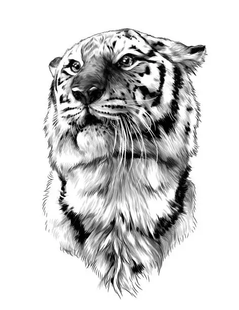 Vector illustration of tiger head