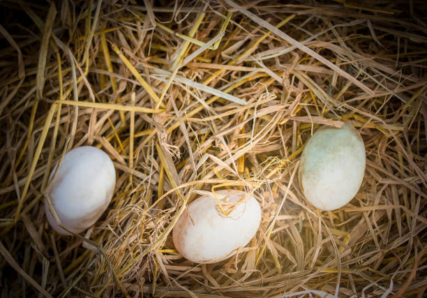 istock Group of whole white eggs on 