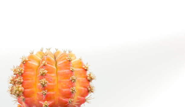 istock Orange Cactus isolated on white background,Copy space,Close up 1164728000
