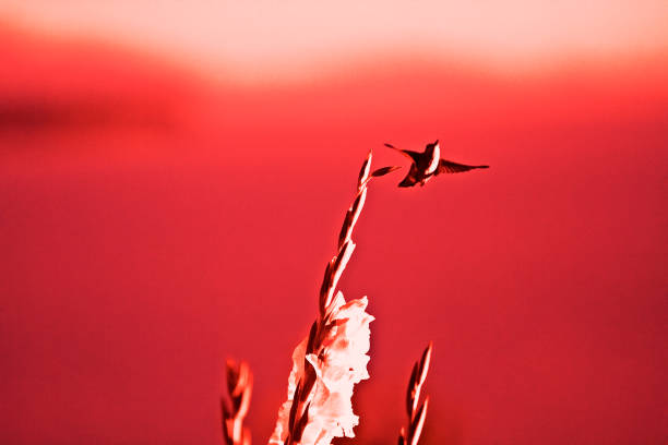 istock Red Monochrome Abstract Nature, Hummingbird, flowers 1164729356