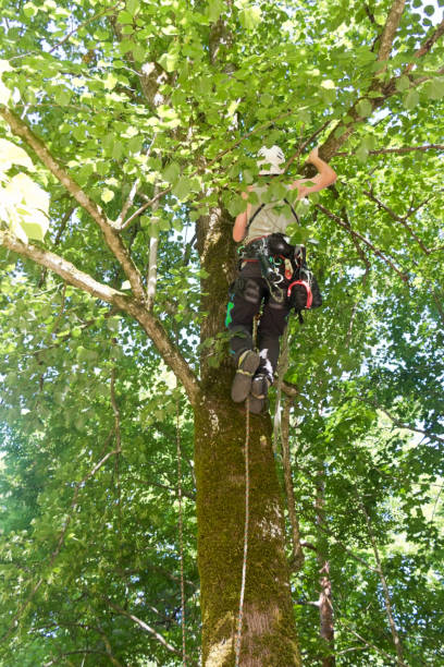 istock Arborist in treetop removing dry branches 1164730691