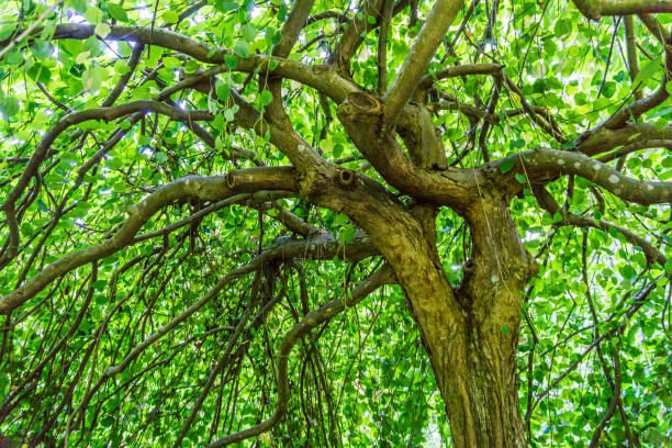istock Umbrella Of Leaves 1164730755