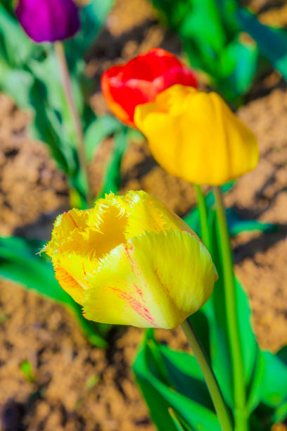 istock Spring field with blooming colorful tulips 1164733705
