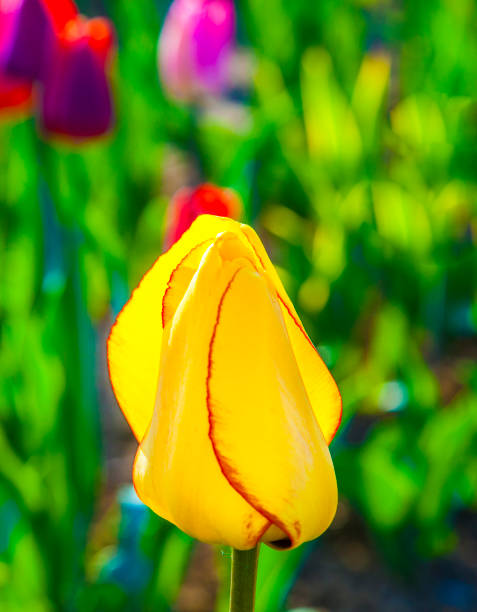 Spring field with blooming colorful tulips