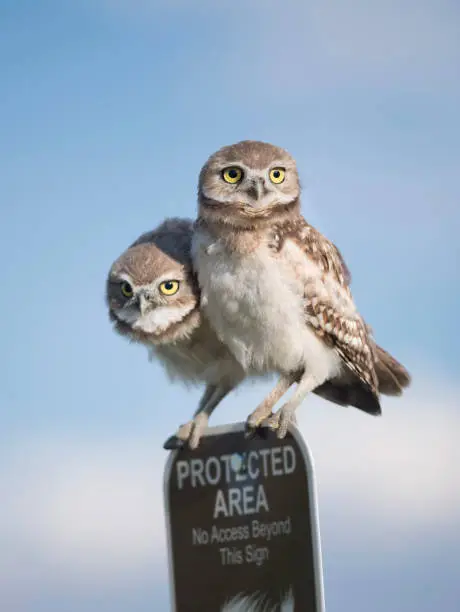 Two young juvenile burrowing owls perched atop a protected area sign and are a threatened species in Colorado, USA
