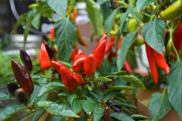istock Bunch of 'Capsicum Annuum' small red pepper plants for decoratio purpose 1164735827